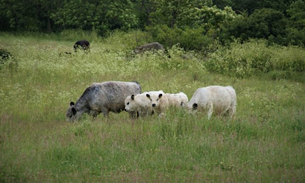 Tilsidesættes Dyrevelfærdsloven i naturnationalparkerne?
