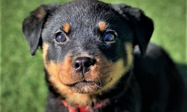 Dyreværnet: Iværksætter flere tiltag for at hjælpe de mange nye hvalpeejere!