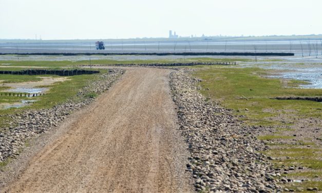 Vadehavet og Esbjerg Kommune kickstarter stor tv-indsamling for en mere mangfoldig natur!