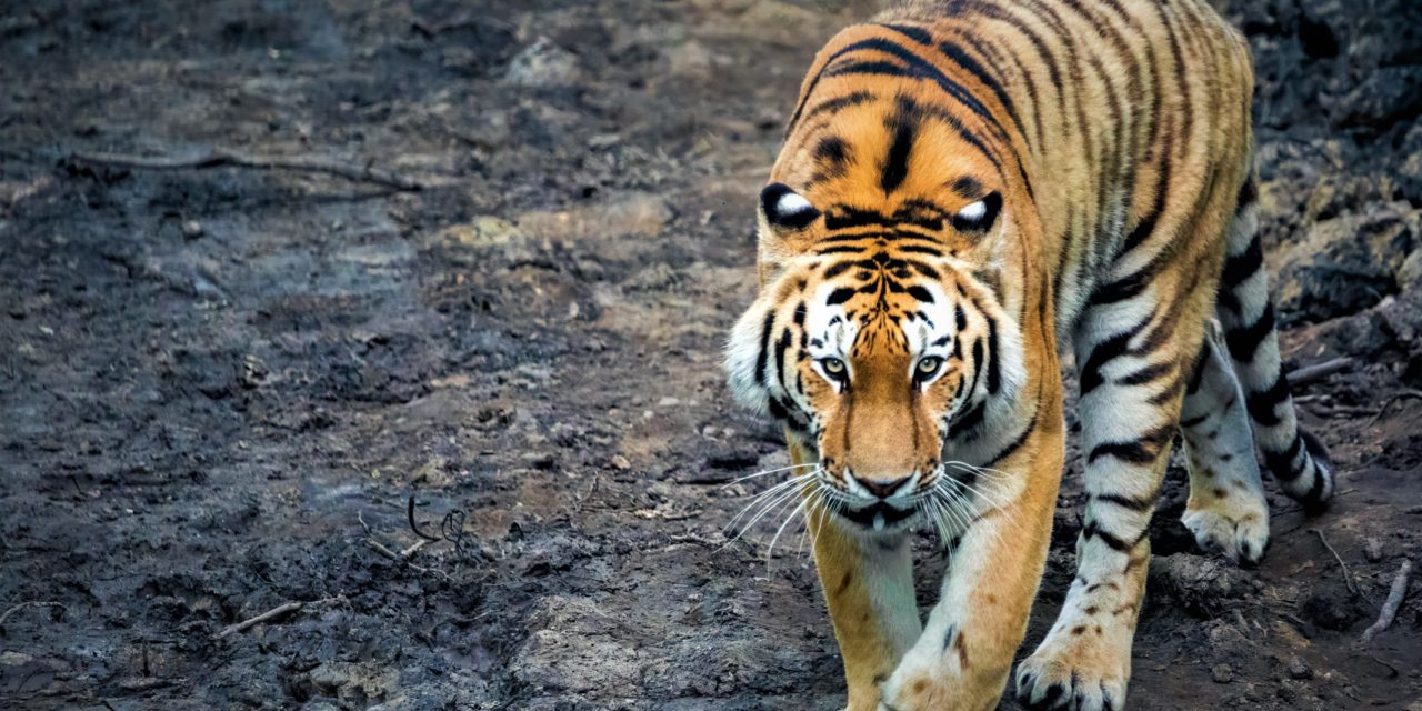 Europas største tigeranlæg er åbnet i Knuthenborg Safaripark!