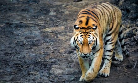 Europas største tigeranlæg er åbnet i Knuthenborg Safaripark!