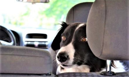 Efterlad aldrig din hund i en varm bil!