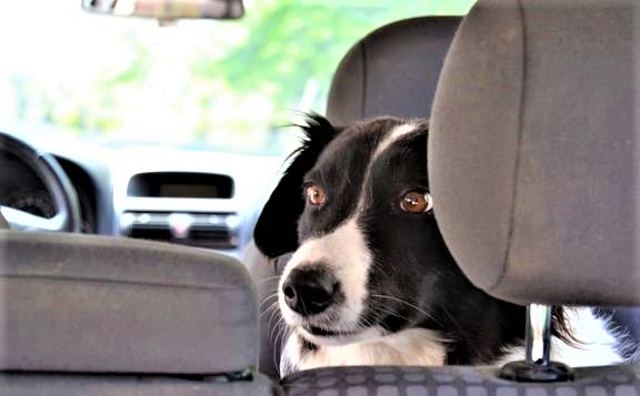 Efterlad aldrig din hund i en varm bil!