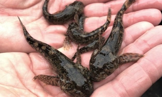 Godt nyt: Første ulke-unger i Danmark i 50 år!