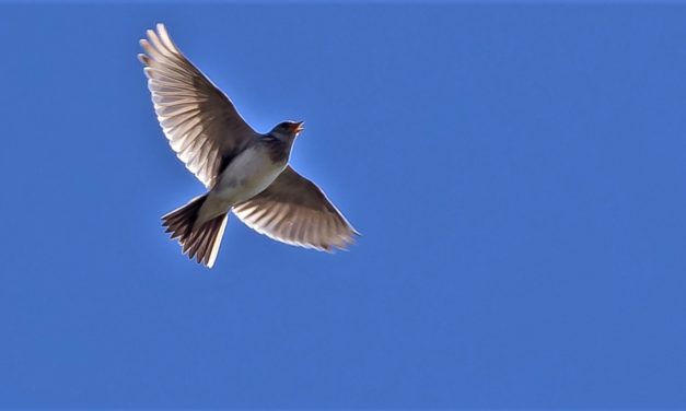 Sangfugle har ekstrem muskelkontrol, når de skal synge for hinanden (og dig)!