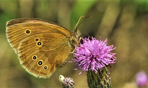 Sommerfuglene elsker et vildere Danmark!