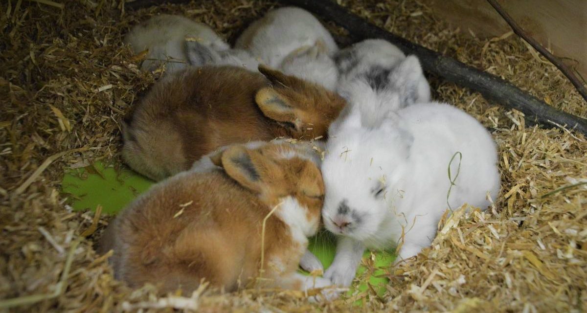 56 kaniner overdraget til Dyrenes Beskyttelse: Brækket ben og maddiker!