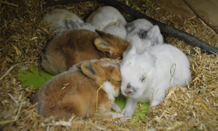 56 kaniner overdraget til Dyrenes Beskyttelse: Brækket ben og maddiker!