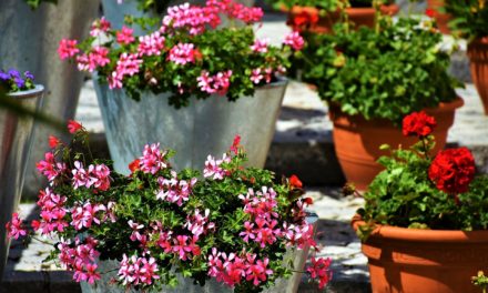 Plant krukkerne til: Sådan får du blomstrende succes på terrassen!