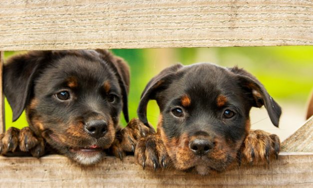 Husk forsikringen – det kan blive hundedyrt!