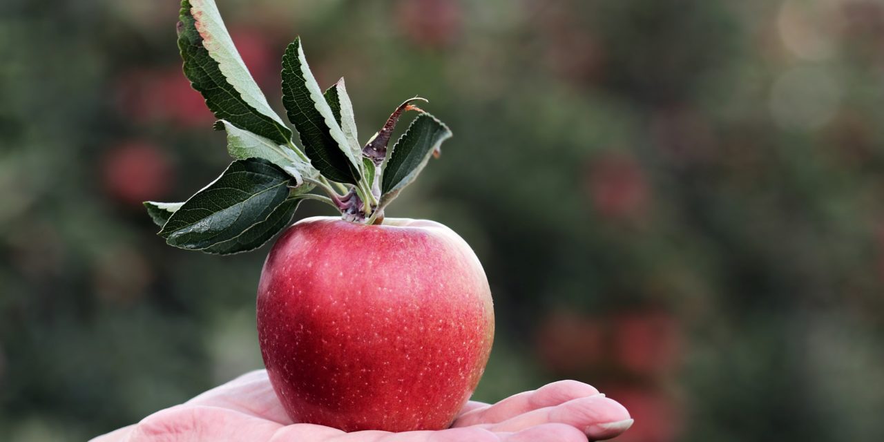 Sæson for bær og frugte – Må andre plukke bær, frugter og blomster fra din have?