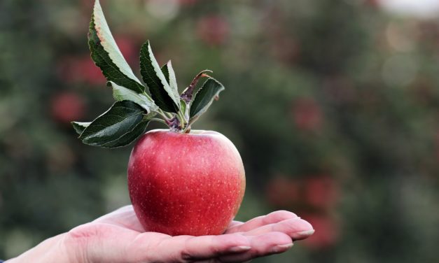Sæson for bær og frugte – Må andre plukke bær, frugter og blomster fra din have?