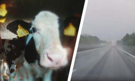 Danske kalve risikerer sult og tørst på lange transporter!
