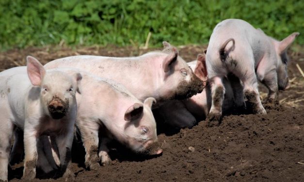 Godt nyt: Danmark i spidsen for alliance for bedre dyrevelfærd i EU!