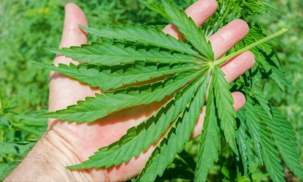 Lovforslag om medicinsk cannabis er et vigtigt skridt i den rigtige retning!