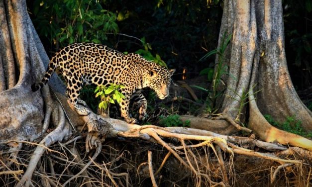 Håb for jaguarer, aber og papegøjer i Brasiliens regnskov: DANSKE MEJERIER SIGER STOP FOR REGNSKOVSRYDNING!