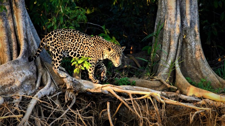 Håb for jaguarer, aber og papegøjer i Brasiliens regnskov: DANSKE MEJERIER SIGER STOP FOR REGNSKOVSRYDNING!