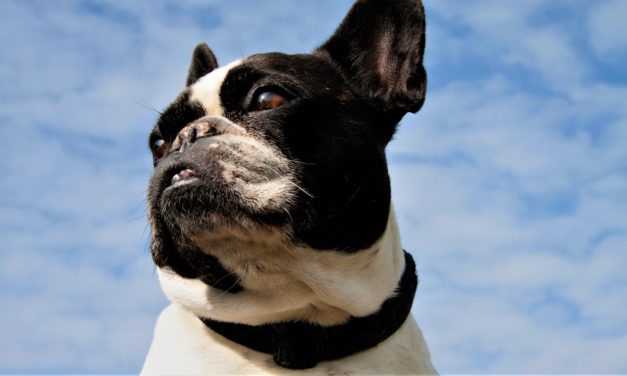 Øget fokus på ulovlig grænseoverskridende hundehandel!