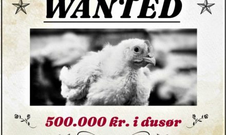 Anima udlover en halv million kr. i dusør for fri adgang til kyllingestald!