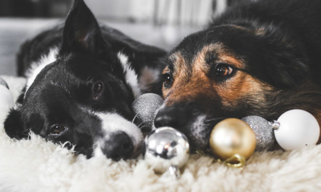 4 gode råd: Sådan skaber du en god og tryg jul for dit kæledyr!