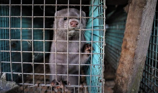 Næsten halvdelen af danskerne vil afskaffe minkproduktionen!