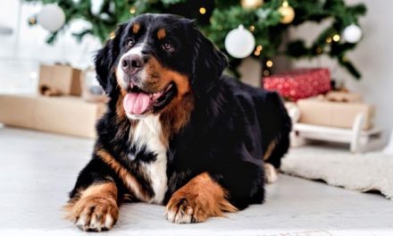 En hundesikker december: Sådan undgår du visit hos dyrlægen i julen!