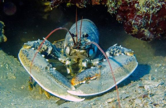 Dyrenes Beskyttelse: Stop den hummerlige nytårstradition!