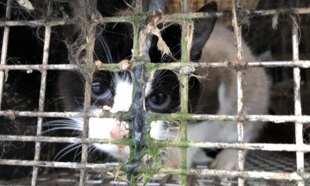 Tam lovgivning: Katte i minkbure og andre skrækeksempler!