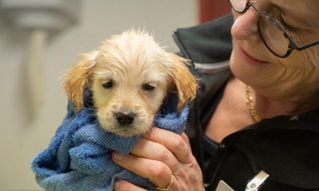 Stor hundesag: 17 golden retrievere indleveret til Dyrenes Beskyttelse!