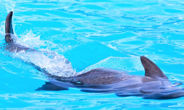 Nordens sidste delfinarium lukker!