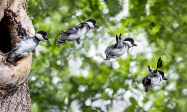 Danmarks Nationalparker passer på naturens nye små!