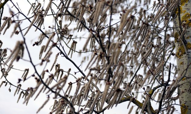 Sæsonen er i gang: Birkepollen fylder luften!