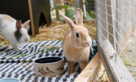 Rekordmange kaniner kommer på internat!