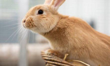 Dyrenes Beskyttelse: Guide til det gode kaninliv!
