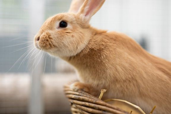 Dyrenes Beskyttelse: Guide til det gode kaninliv!
