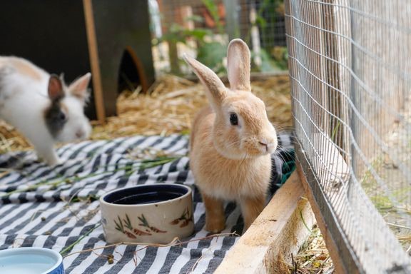 Rekordmange kaniner kommer på internat!