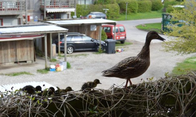 Andefamilier fanges i byernes baggårde!