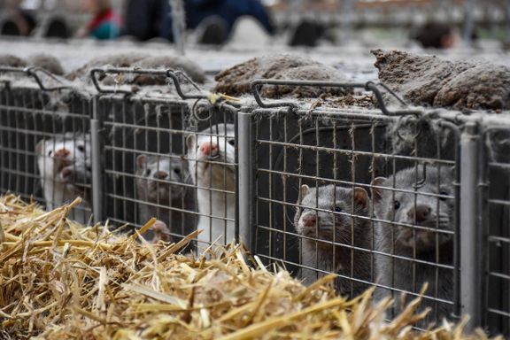 Dyrenes Beskyttelse med i kampen mod europæisk pelsproduktion
