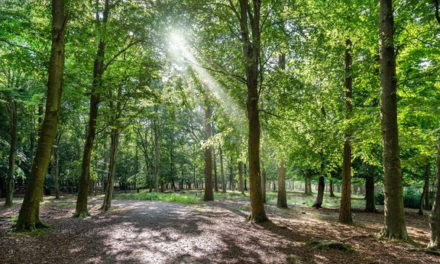 Tre nye skove på vej i Esbjerg Kommune!