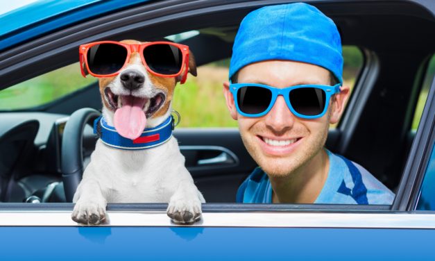 Dyrlæge advarer:<br>Pas på din hund i sommervarmen