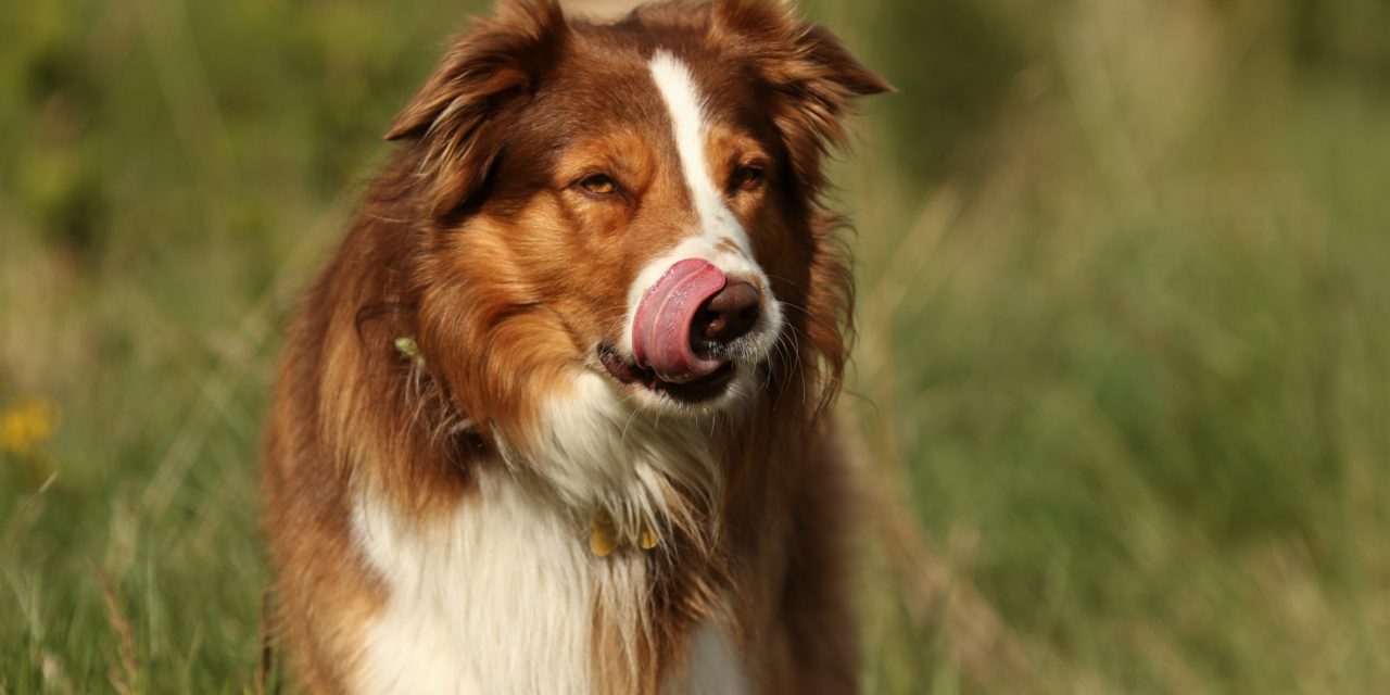 Dyrlæge advarer: Kastanjer er livsfarlige for din hund!