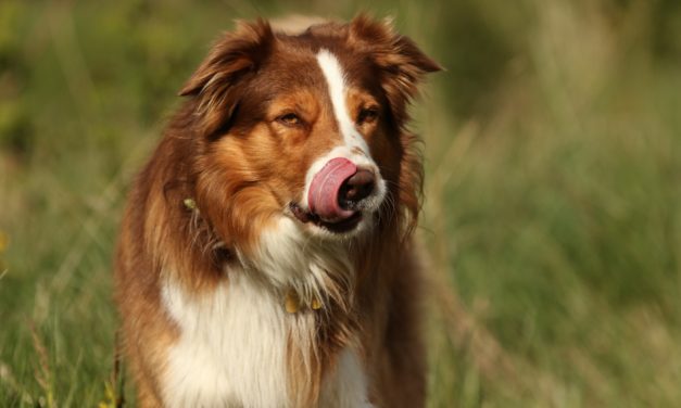 Dyrlæge advarer: Kastanjer er livsfarlige for din hund!